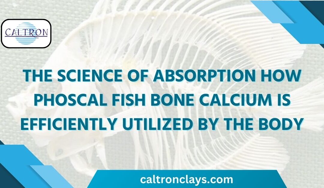 The Science of Absorption: Phoscal Fish Bone Calcium